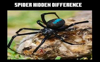 Image Spider Hidden Difference